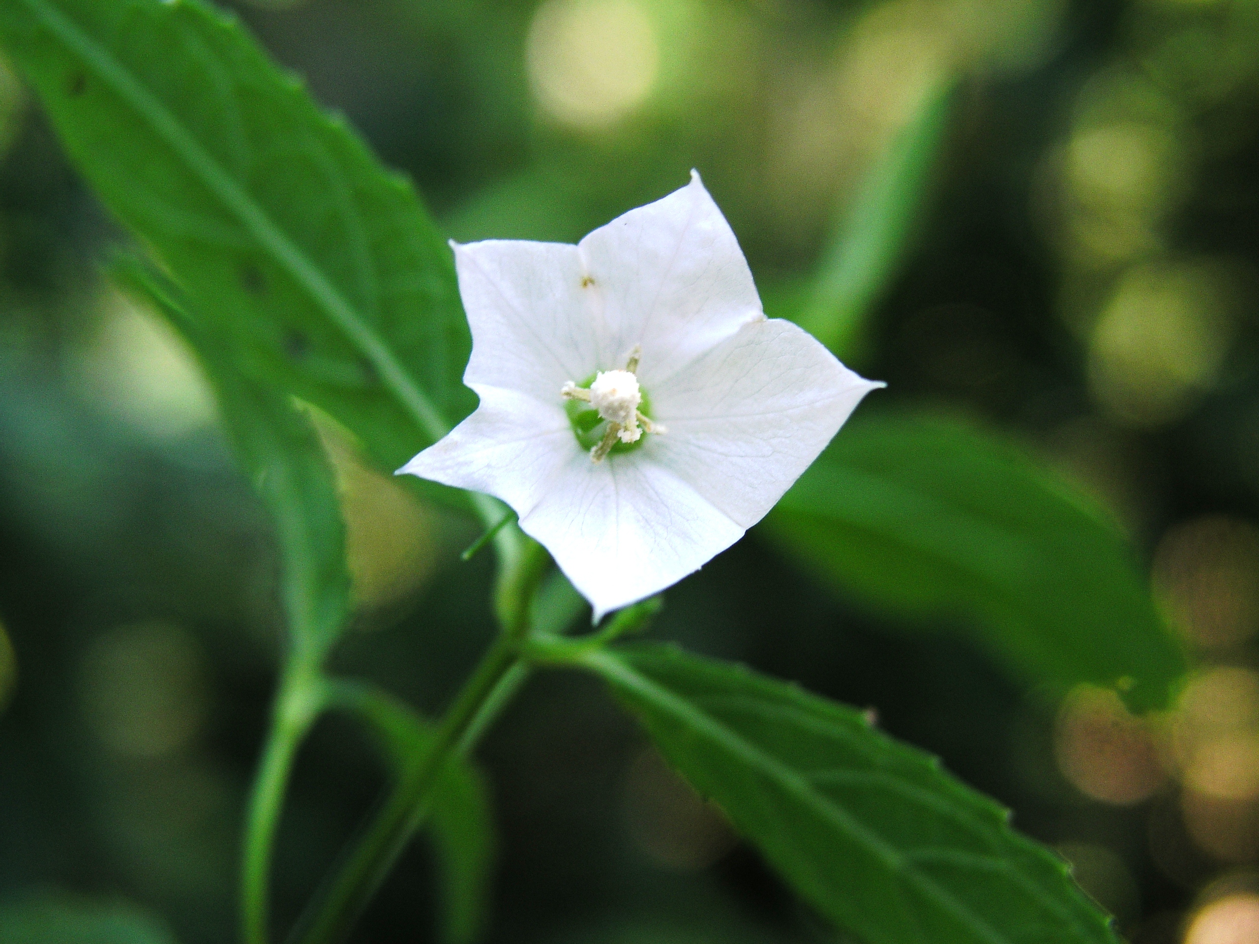 มะยมแก้ว Codonopsis lancifolia (Roxb.) Moeliono<br/>CAMPANULACEAE